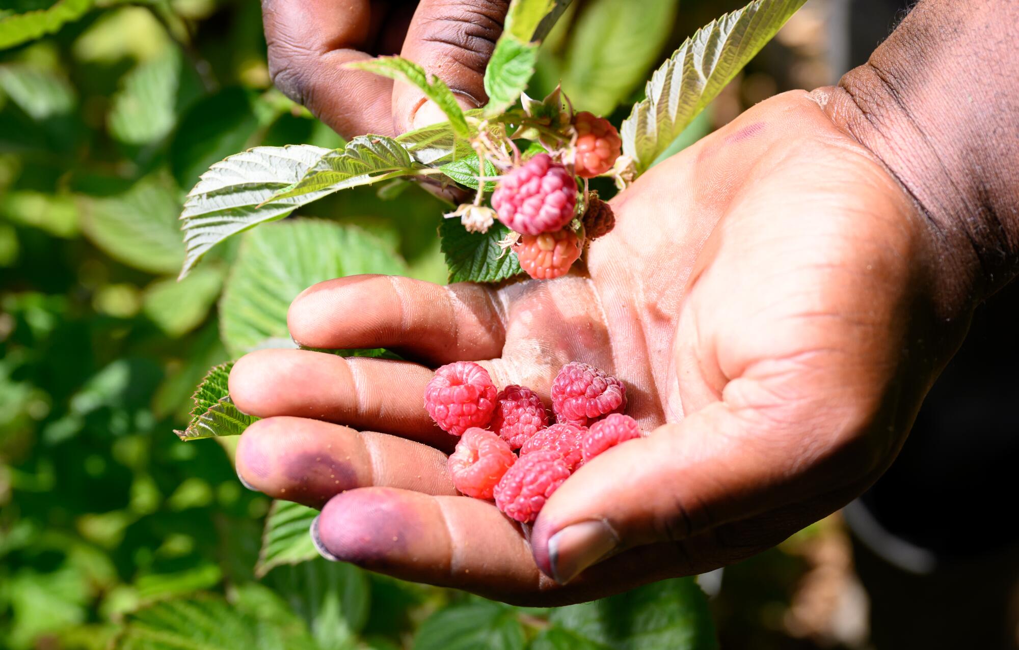Farm manager Brent Walker displays freshly picked raspberries.